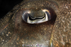 Galaxy Eye "Sepia latimanus" by Luca Keller 
